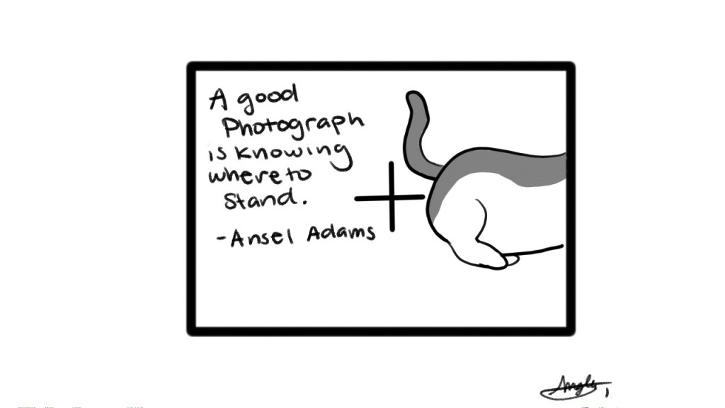 A good photograph is knowing where to stand. - Ansel Adams